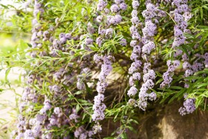 Buddleja alternifolia 40- 60 cm