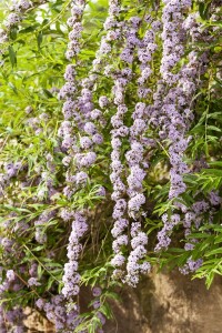 Buddleja alternifolia 40- 60 cm