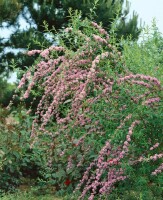 Buddleja alternifolia 40- 60 cm