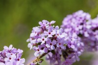 Buddleja alternifolia 40- 60 cm