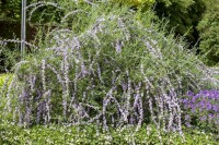 Buddleja alternifolia 40- 60 cm