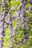 Buddleja alternifolia 40- 60 cm