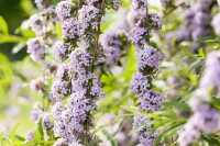 Buddleja alternifolia 40- 60 cm