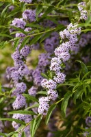 Buddleja alternifolia 40- 60 cm