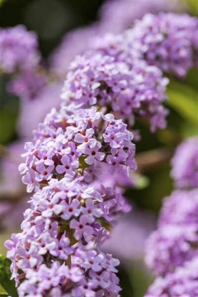 Buddleja alternifolia 60- 100 cm