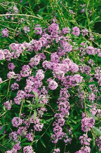 Buddleja alternifolia 60- 100 cm