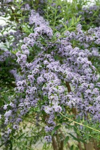 Buddleja alternifolia 60- 100 cm