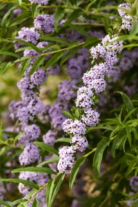 Buddleja alternifolia 60- 100 cm