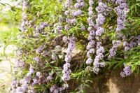 Buddleja alternifolia 60- 100 cm