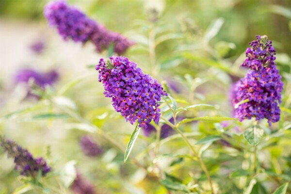 Buddleja Buzz Midnight 40- 60 cm