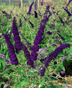 Buddleja Buzz Midnight 40- 60 cm