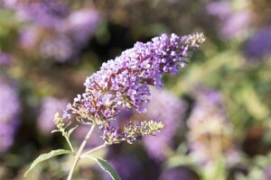 Buddleja Buzz Midnight 40- 60 cm