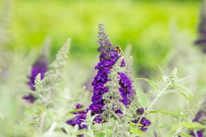 Buddleja Buzz Midnight 40- 60 cm