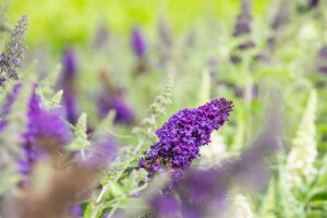 Buddleja Buzz Midnight 40- 60 cm