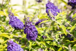 Buddleja Buzz Midnight 40- 60 cm