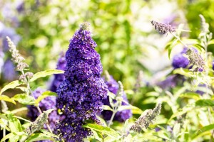 Buddleja Buzz Midnight 40- 60 cm