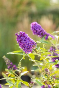 Buddleja Buzz Midnight 40- 60 cm