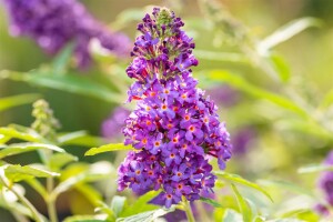 Buddleja Buzz Midnight 40- 60 cm