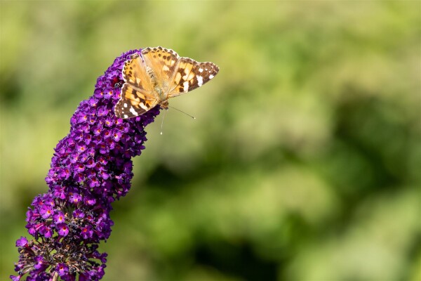 Buddleja davidii Black Knight 80- 100 cm