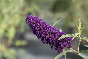 Buddleja davidii Black Knight 80- 100 cm