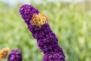 Buddleja davidii Black Knight 80- 100 cm