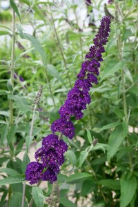 Buddleja davidii Black Knight 80- 100 cm