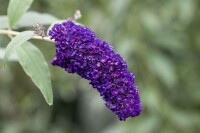 Buddleja davidii Black Knight 80- 100 cm