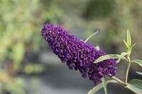 Buddleja davidii Black Knight 80- 100 cm