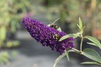 Buddleja davidii Black Knight 80- 100 cm