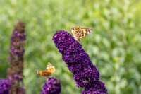 Buddleja davidii Black Knight 80- 100 cm