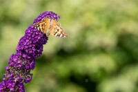 Buddleja davidii Black Knight 80- 100 cm