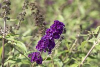 Buddleja davidii Black Knight 80- 100 cm