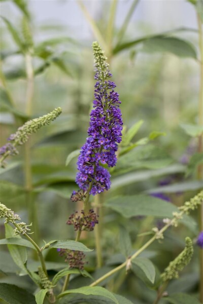 Buddleja davidii Empire Blue C100- 125