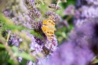 Buddleja davidii Empire Blue C100- 125