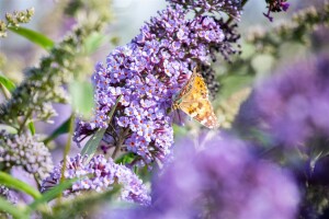 Buddleja davidii Empire Blue 80- 100 cm