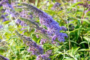 Buddleja davidii Empire Blue 80- 100 cm