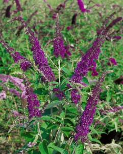 Buddleja davidii Empire Blue 80- 100 cm