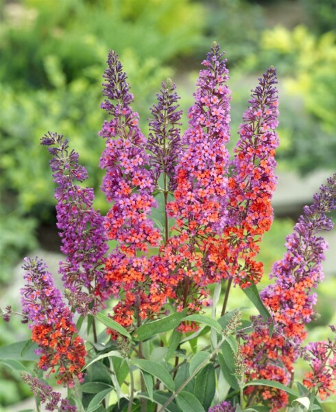 Buddleja davidii Flower Power  -R- 40- 60 cm