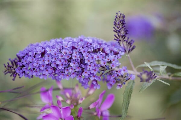 Buddleja davidii Ile de France 40- 60 cm