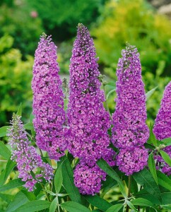 Buddleja davidii Ile de France 40- 60 cm