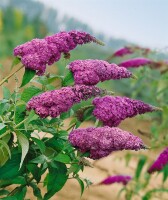 Buddleja davidii Ile de France 40- 60 cm