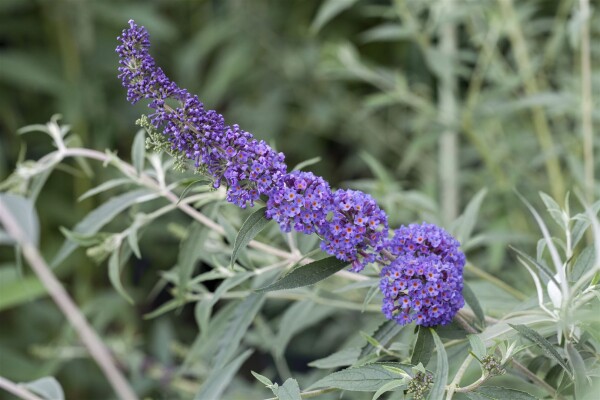 Buddleja davidii Nanho Blue 40- 60 cm