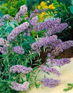 Buddleja davidii Nanho Blue 40- 60 cm