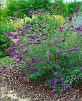 Buddleja davidii Nanho Blue 40- 60 cm