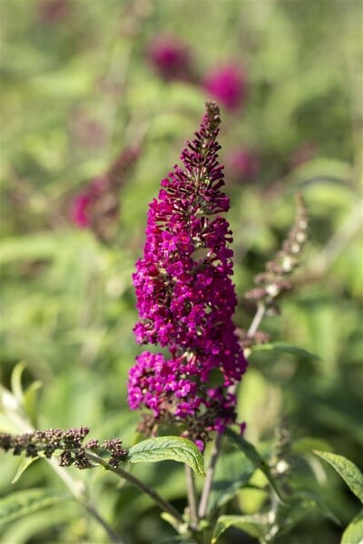 Buddleja davidii Nanho Purple 40- 60 cm