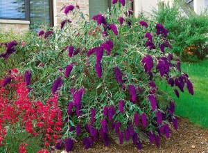 Buddleja davidii Nanho Purple 40- 60 cm