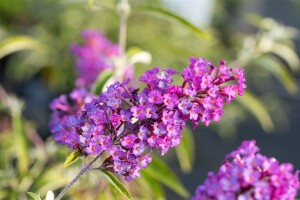 Buddleja davidii Nanho Purple 40- 60 cm