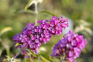 Buddleja davidii Nanho Purple 40- 60 cm