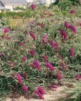 Buddleja davidii Nanho Purple 40- 60 cm