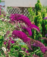 Buddleja davidii Nanho Purple 40- 60 cm